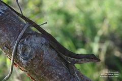 Anolis monensis