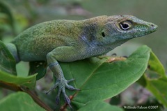 Anolis evermanni