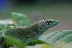 Anolis evermanni