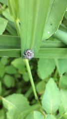 Phidippus putnami