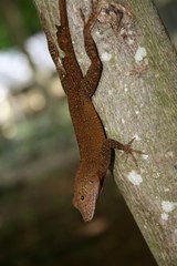 Anolis cristatellus wileyae