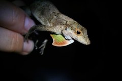 Anolis cristatellus wileyae