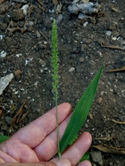 Setaria verticillata image