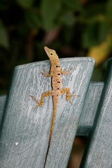 Anolis stratulus