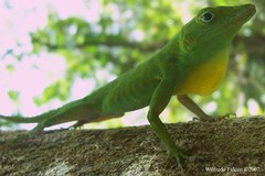 Anolis evermanni