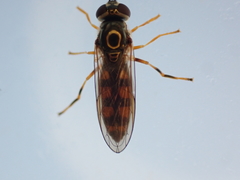 Platycheirus albimanus