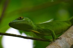 Anolis cuvieri