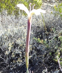 Dianthus caespitosus