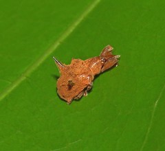 Odontopus nigrispinis