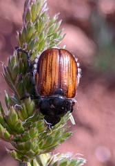 Anisopliina