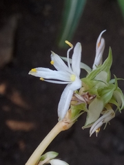Chlorophytum comosum