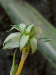 Chlorophytum comosum