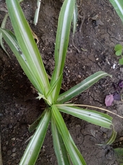 Chlorophytum comosum