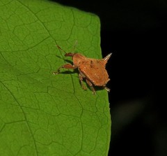 Odontopus nigrispinis