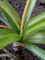 Chlorophytum comosum
