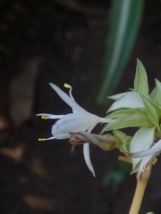 Chlorophytum comosum
