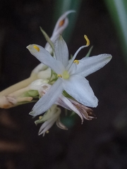 Chlorophytum comosum