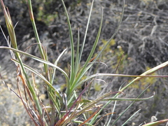 Dianthus caespitosus