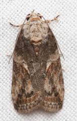 Garella nilotica