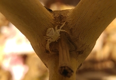 Thomisus