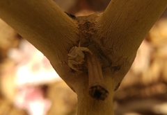 Thomisus