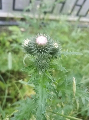 Carduus crispus