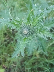 Carduus crispus