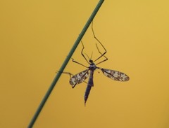 Idioptera