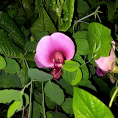Lathyrus grandiflorus