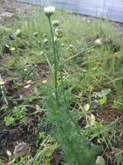 Tripleurospermum inodorum