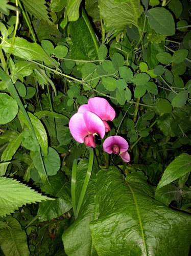 Image of Lathyrus grandiflorus by no rights reserved