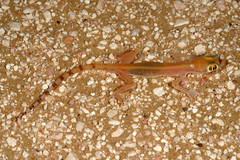 Trigonodactylus arabicus