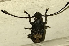 Piesocorynus plagifer