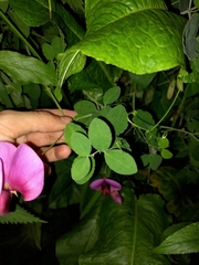 Lathyrus grandiflorus