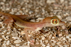 Trigonodactylus arabicus