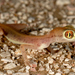 Trigonodactylus - Photo (c) Roberto Sindaco, some rights reserved (CC BY-NC-SA), uploaded by Roberto Sindaco