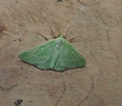 Thetidia smaragdaria
