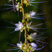Hirtella racemosa - Photo (c) Riley Fortier,  זכויות יוצרים חלקיות (CC BY-NC), הועלה על ידי Riley Fortier