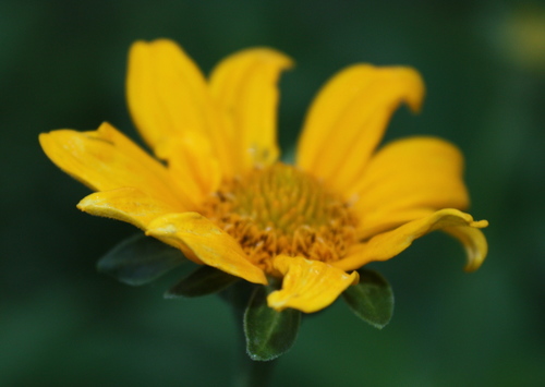 Heliopsis helianthoides