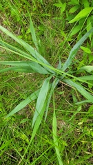 Eryngium yuccifolium