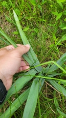 Eryngium yuccifolium