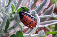 Hycleus scutellatus