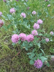 Trifolium pratense