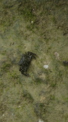 Metopograpsus messor