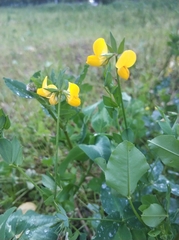 Lotus corniculatus
