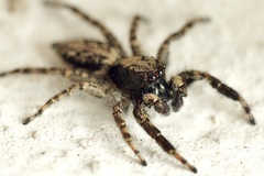 Menemerus taeniatus