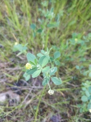 Medicago lupulina