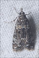 Eudonia protorthra