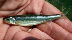 Notropis leuciodus
