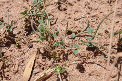 Medicago polyceratia image